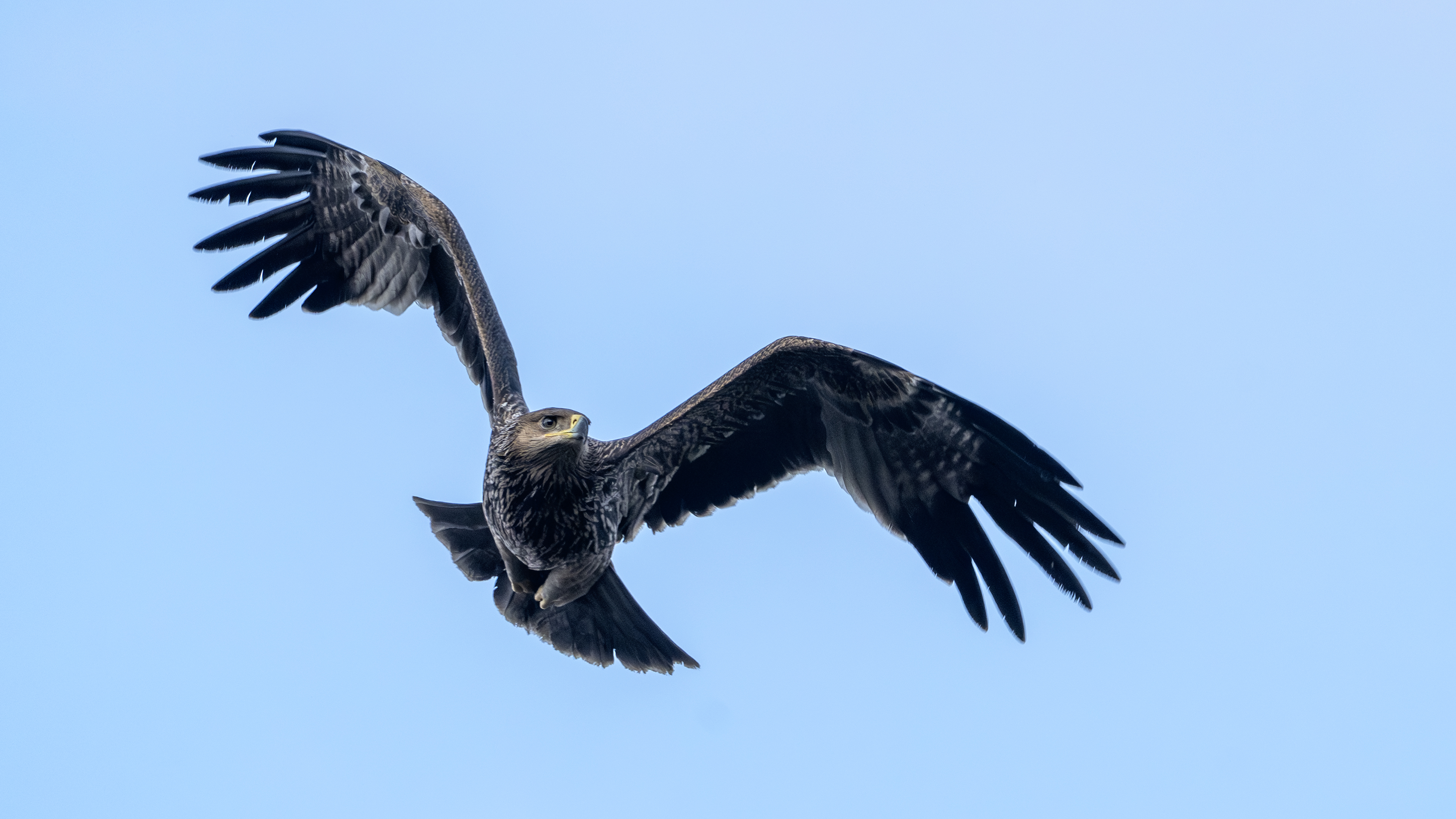 Imperial Eagle
